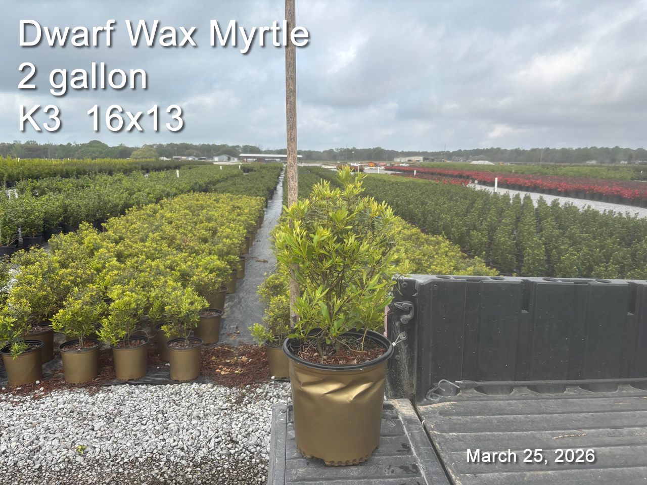 gallery/dwm2 k3 mar25.jpg